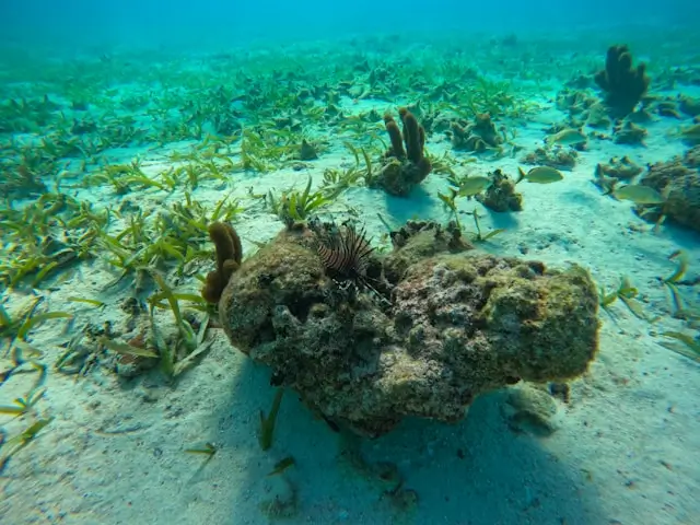 Underwater view of seaweed and algae on the ocean floor.