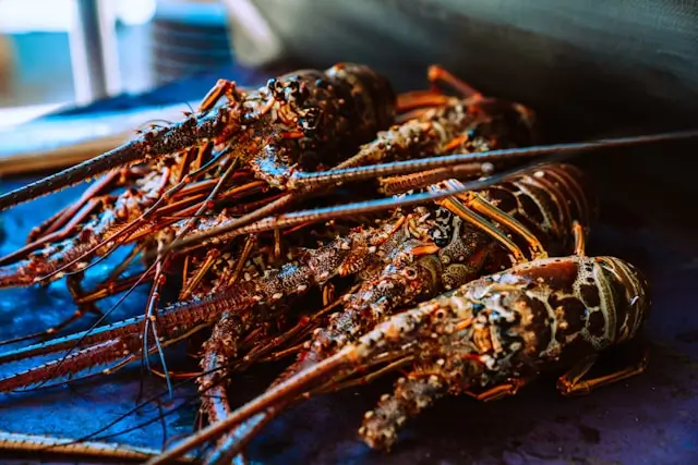 Red and black lobster, typical Caye Caulker dish.