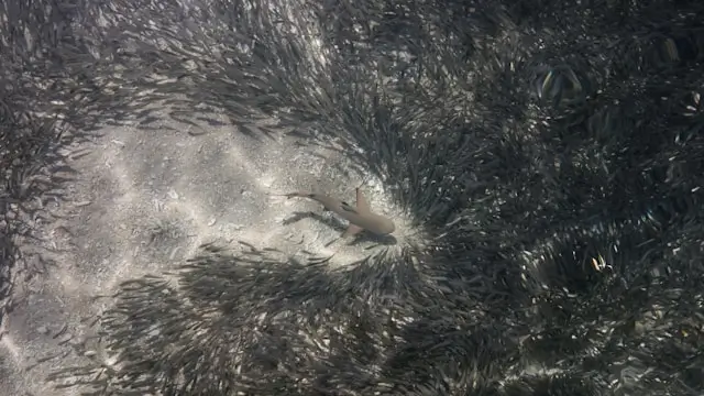 Requin gris entouré de poissons sur l