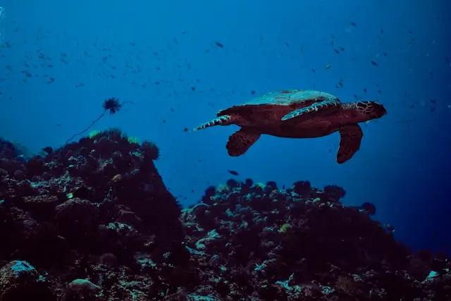 Turtle underwater on Apo Island.