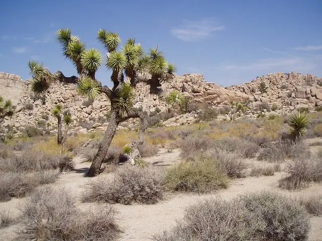 Joshua Tree National Park