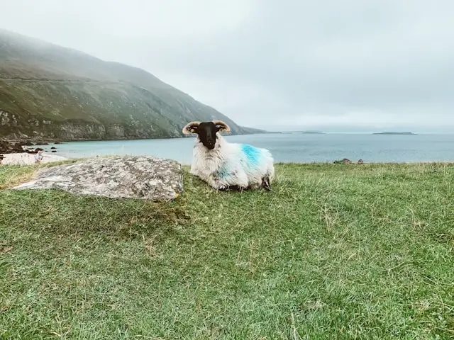 Sheep with blue markings sitting on Achill Island.