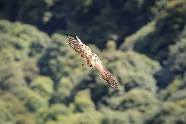 Vosges Fauna