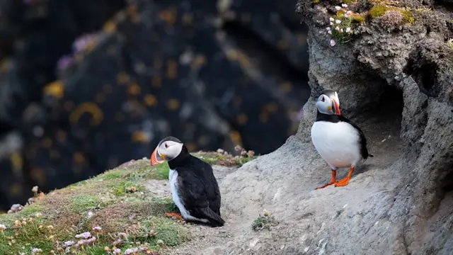 Puffin birds on one of the Shetland Islands.