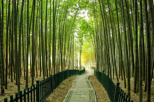Forêt de bambous Yuhuangshan